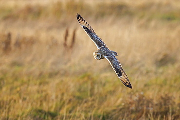 Short-eared owl (Asio flammeus) manoeuvring in-flight while hunting for prey above marsh land, Cheshire, England, United Kingdom, Europe