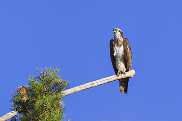 Osprey (Pandion haliaetus) perched at the end of a long branch extending from a pine tree in the Orleans Forest, Loiret, France, Europe