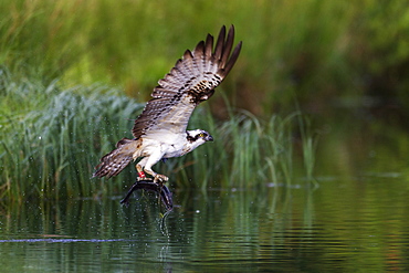 A satellite tracked osprey (Pandion haliaetus) flying above a small loch with a fish in its talons, Scotland, United Kingdom, Europe