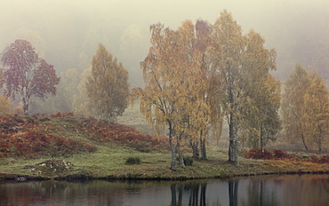 Autumn colour along the shore of Loch Tummel with mist lingering in the valley, Scottish Highlands, Scotland, United Kingdom, Europe