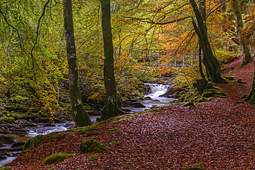 Autumn in the Birks of Aberfeldy, Scottish Highlands, Scotland, United Kingdom, Europe