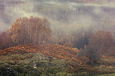 Autumn mist rolls through the River Tummel valley near Pitlochry in the Scottish Highlands, Scotland, United Kingdom, Europe