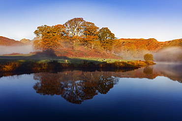 Autumn mists swirl around the coppery red trees on the banks of Elterwater on a calm morning in the Lake District National Park, UNESCO World Heritage Site, Cumbria, England, United Kingdom, Europe