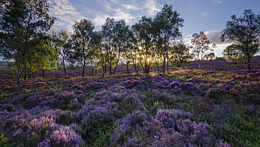 Summer heather in bloom within a woodland clearing backlit by the setting sun at Surprise View, Peak District National Park, Derbyshire, England, United Kingdom, Europe