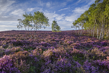 Purple heather (calluna vulgaris) in full summer bloom on the elevated moorland of the eastern Peak District at Millstone Edge, Peak District National Park, Derbyshire, England, United Kingdom, Europe