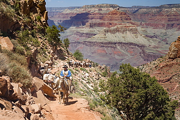 A cowboy wrangler leads a pack train of horses up the South Kaibab Trail in Grand Canyon National Park, UNESCO World Heritage Site, Arizona, United States of America, North America