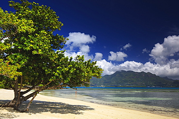 A tourist enjoying the warm waters of the Indian Ocean surrounded by an idyllic setting in the Seychelles, Indian Ocean, Africa