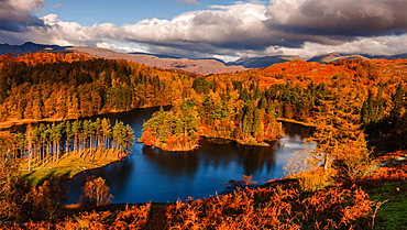 Autumn morning at Tarn Hows in the Lake District National Park, Cumbria, England, United Kingdom, Europe