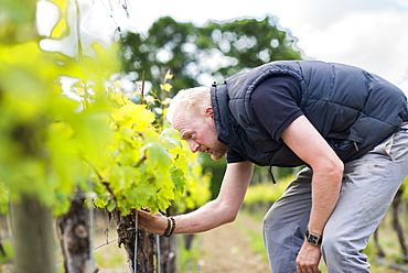 Inspecting budding grapes in a vineyard in Sussex, England, United Kingdom, Europe