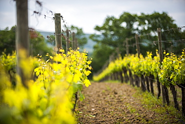 A vineyard in Sussex, England, United Kingdom, Europe