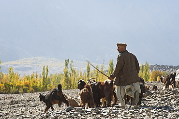 A shepherd in the remote Bagrot Valley, Gilgit-Baltistan, Pakistan, Asia