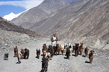 A shepherd in the remote Bagrot Valley with a view of Diran peak in the distance, Gilgit-Baltistan, Pakistan, Asia