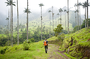 Walking through Wax palms which are the highest in the world in the Cocora valley, Colombia, South America