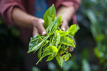 A girl collects tea leaves in the state of Meghalaya in north east India, India, Asia