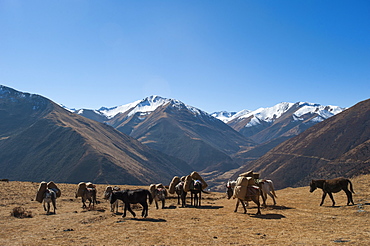 Pack horses cross a small pass near Goyul along the Lasa to Gasa trekking route, Bhutan, Himalayas, Asia