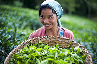 A girl collects tea leaves in the state of Meghalaya in north east India, India, Asia