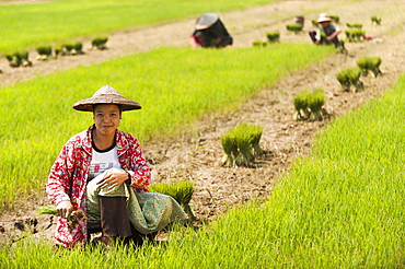 A woman harvests young rice into bundles for replanting, Kachin State, Myanmar (Burma), Asia