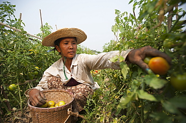 A woman picks tomatoes near Myitkyina, Kachin State, Myanmar (Burma), Asia