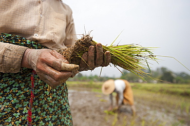 A woman plants rice in paddies near Myitkyina, Kachin State, Myanmar (Burma), Asia