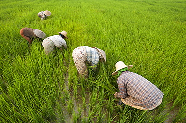 Women clear grass from rice paddies near Keng Tung, Shan State, Myanmar (Burma), Asia