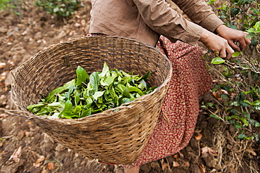 A woman collects tea leaves in Shan State, Myanmar (Burma), Asia