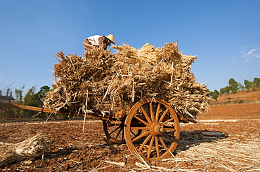 A girl loads bundles of harvested wheat on to a bull cart, Myanmar (Burma), Asia