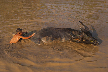 A boy takes his buffalo into Inle Lake for a wash, Shan State, Myanmar (Burma), Asia