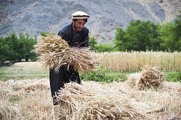 A farmer holds a freshly cut bundle of wheat in the Panjshir Valley, Afghanistan, Asia