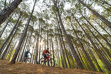 Mountain bikers descend through a forest at sunrise, Nuwacot, Nepal, Asia