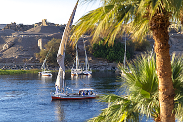 Traditional Felucca sailboats with wooden masts and cotton sails on the River Nile, Aswan, Egypt, North Africa, Africa