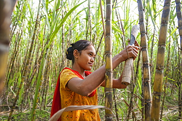 A girl harvests sugarcane in the Rangamati District, Chittagong Hill Tracts, Bangladesh, Asia