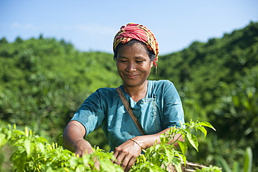 A Marma woman collecting chillies, Chittagong Hill Tracts, Bangladesh, Asia