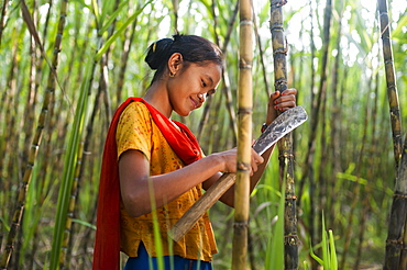 A girl harvests sugarcane in the Rangamati District in the Chittagong Hill Tracts, Bangladesh, Asia