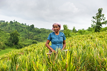 A Marma woman clearing weeds in a ginger field in the Chittagong Hill Tracts, Bangladesh, Asia