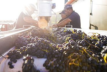 Sorting freshly harvested grapes at a winery in the Alto Douro region of Portugal, Europe