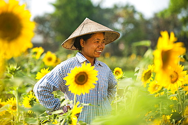 A woman working in a sunflower field near Myitkyina in Kachin State, Myanmar (Burma), Asia