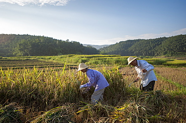 Farmers harvesting rice in the southern Yunnan Province, China, Asia