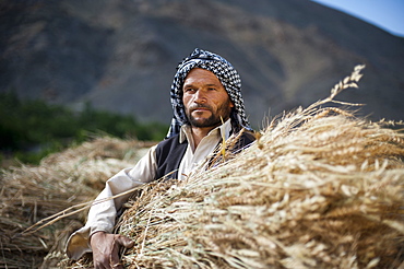 A man from the Panjshir Valley in Afghanistan holds a freshly harvested bundle of wheat, Afghanistan, Asia