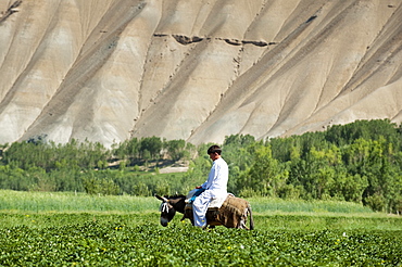 Local transportation, a boy goes to market through potato fields, Bamiyan Province, Afghanistan, Asia