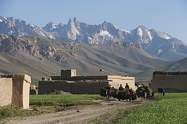 Farmers return to their village with their donkeys loaded with fodder in Bamiyan Province, Afghanistan, Asia