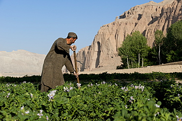 A famer works in potato fields with the ancient Buddha niches visible in the distance in Bamiyan Province, Afghanistan, Asia