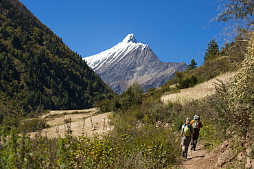 Walking through wheat fields in the Kagmara Valley with the first glimpse of Lhashama in the distance, Dolpa Region, Himalayas, Nepal, Asia