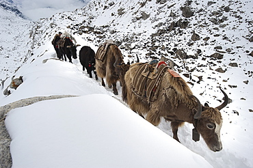 Yaks, the beasts of burden in the Himalaya, on their way to Everest Base Camp, Khumbu Region, Nepal, Asia