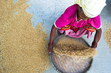 Woman panning rice (winnowing) so the unwanted husks fly out of the pan leaving the grains of rice inside, Dolghat, Nepal, Asia