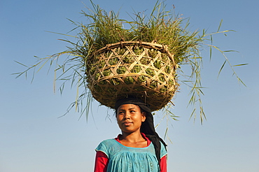 A woman collects grasses in a basket made of bamboo from the rice paddies, Bardiya District, Nepal, Asia