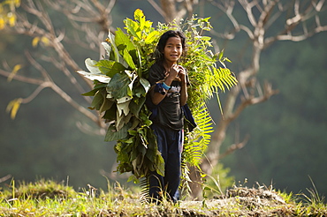 A girl collects fodder to feed the animals, Manaslu Region, Nepal, Asia