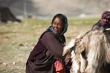 A nomad woman collects her goats together for milking, wool extraction and a quick health inspection, Ladakh, India, Asia