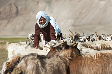 A nomad woman collects her goats together for milking, wool extraction and a quick health inspection, Ladakh, India, Asia