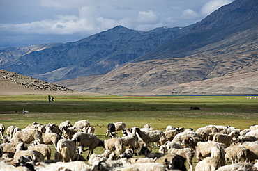 Nomads near Tso Moriri in the remote region of Ladakh, north India, Asia