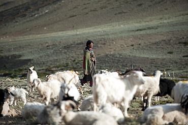 A Ladakhi nomad gathers her goats in the morning at Rina nomad camp, Ladakh, India, Asia